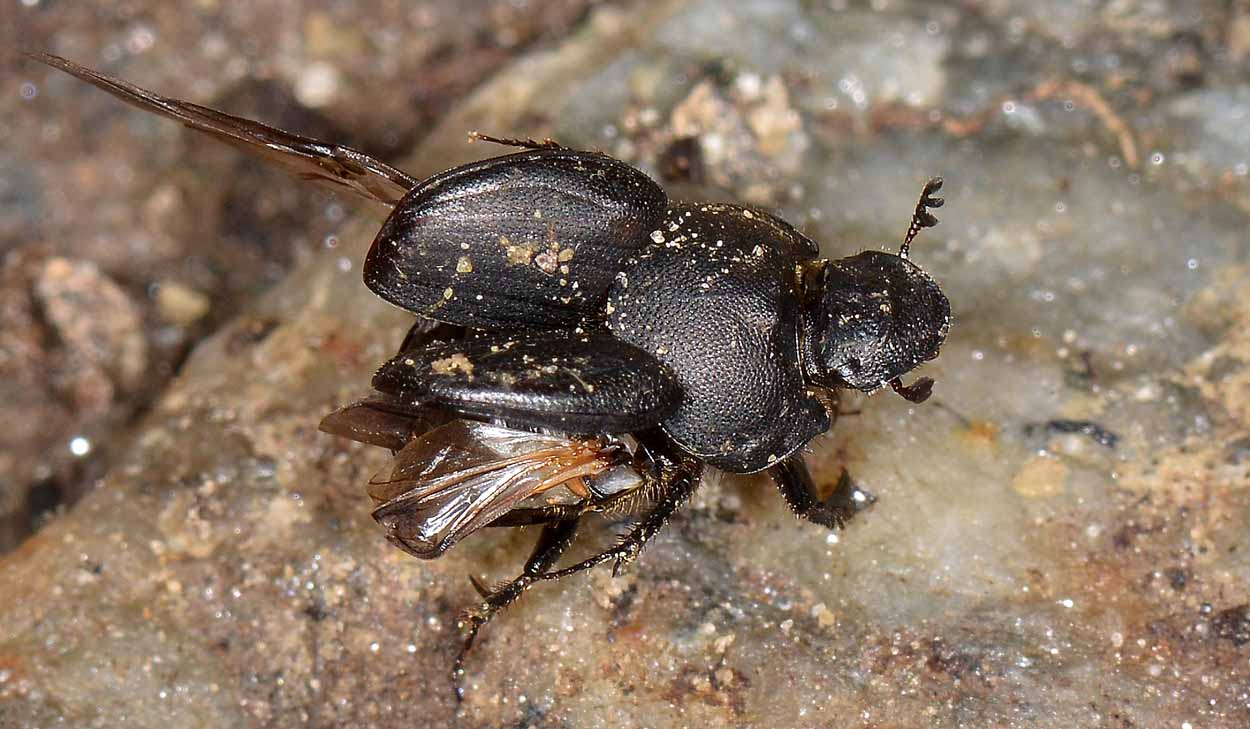 Onthophagus verticicornis, femmina, Scarabaeidae